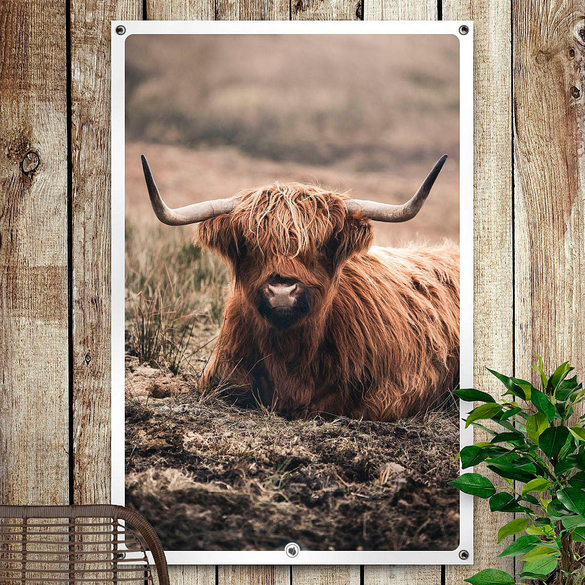 HIP ORGNL Highlander in Field Garden Side