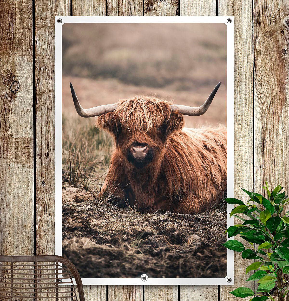 HIP ORGNL Highlander in Field Garden Side
