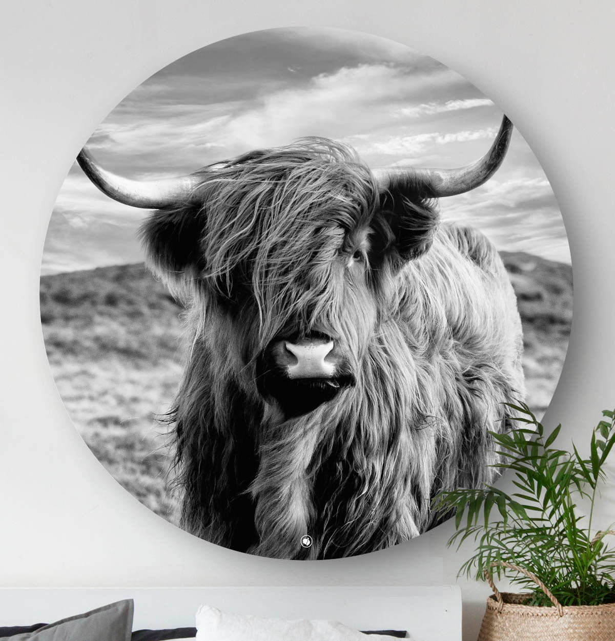 HIPORGNL_Animals_SchotseHooglander_Front