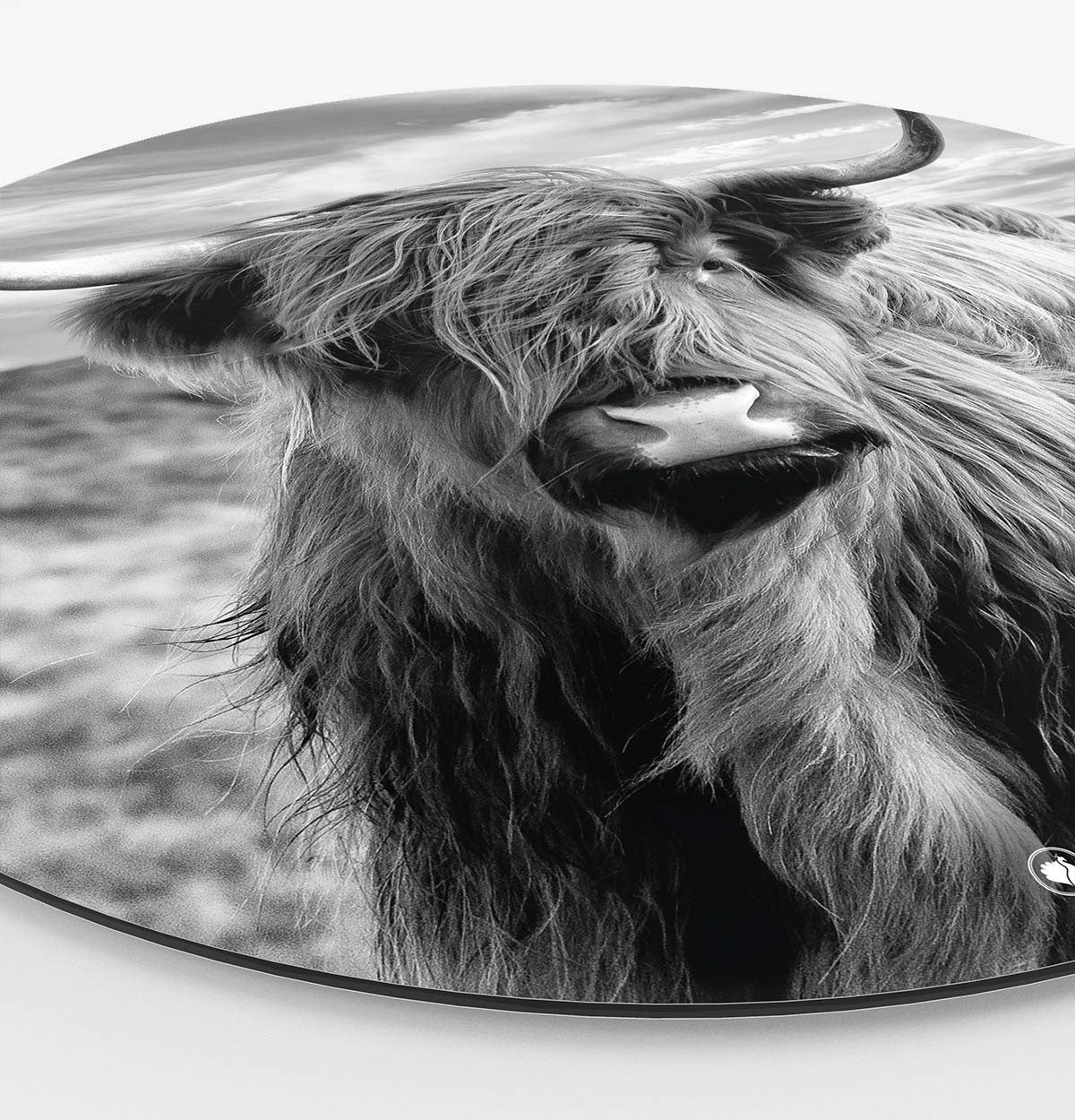 HIPORGNL_Animals_SchotseHooglander_Side
