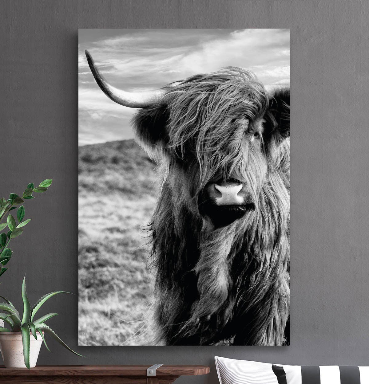 HIPORGNL_Animals_SchotseHooglander_Square_Front