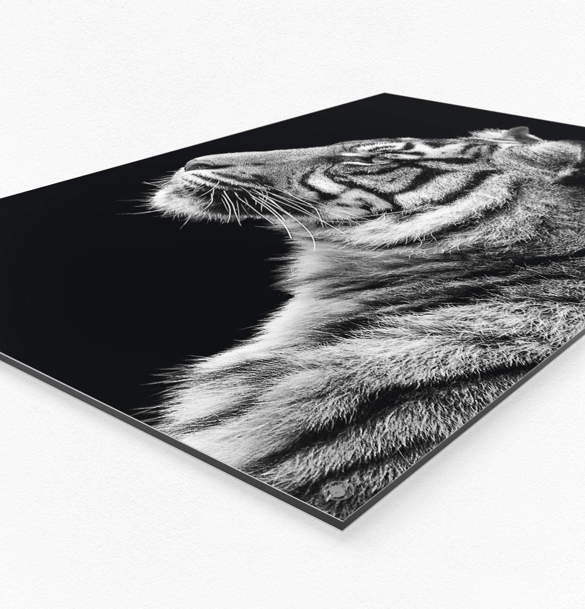 Vierkante wanddecoratie HIPORGNL_Animals_Tiger_Side