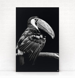 Wanddecoratie Schilderij Toekan Dibond