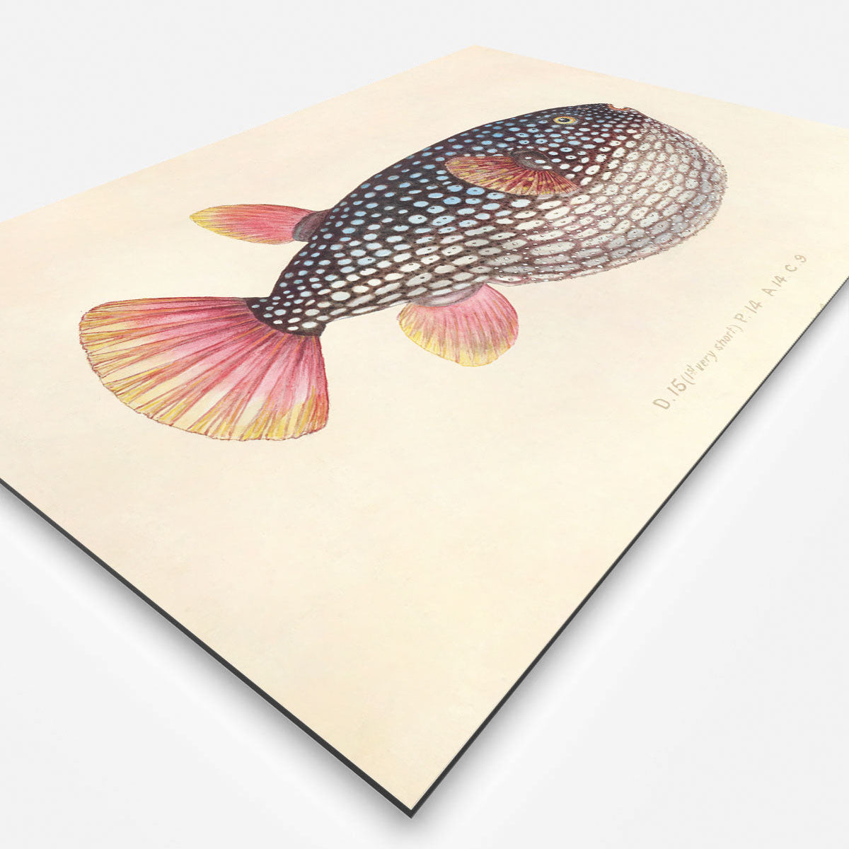 HIPORGNL_GlobeFish_Rechthoek_Side_REB