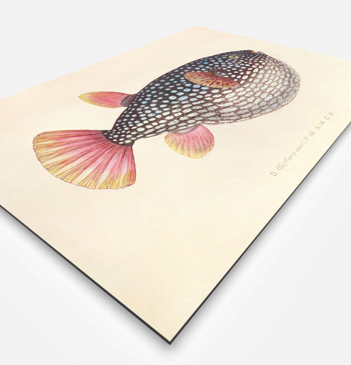 HIPORGNL_GlobeFish_Rechthoek_Side_REB