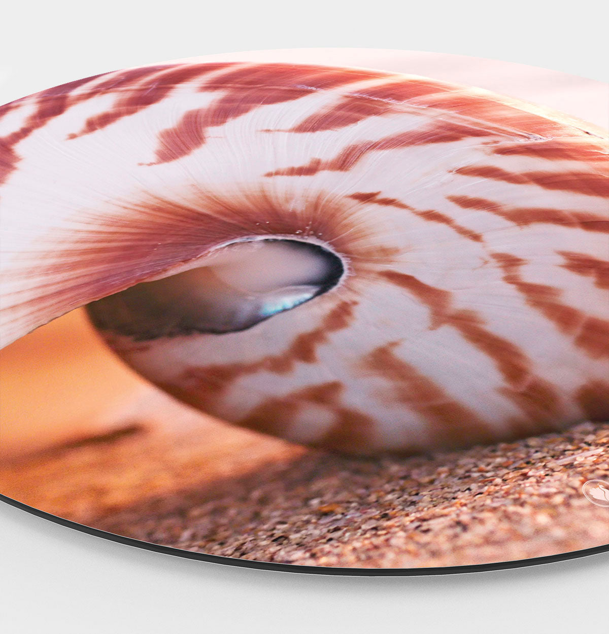 Wandcirkel HIPORGNL_SeaShell_Side