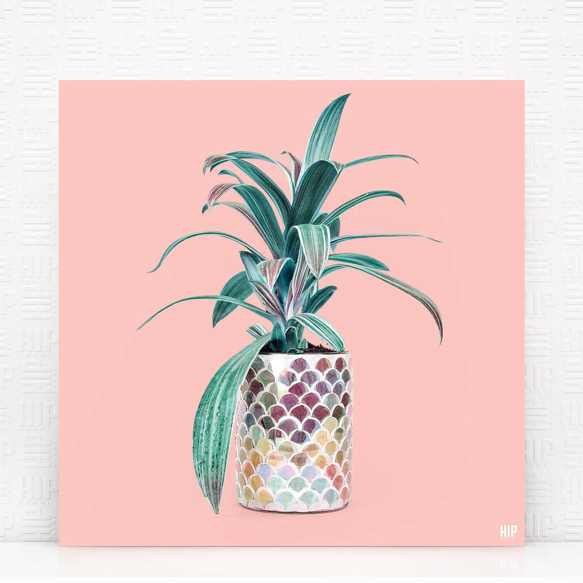 HIP_ORGNL_Casablanca_Pink