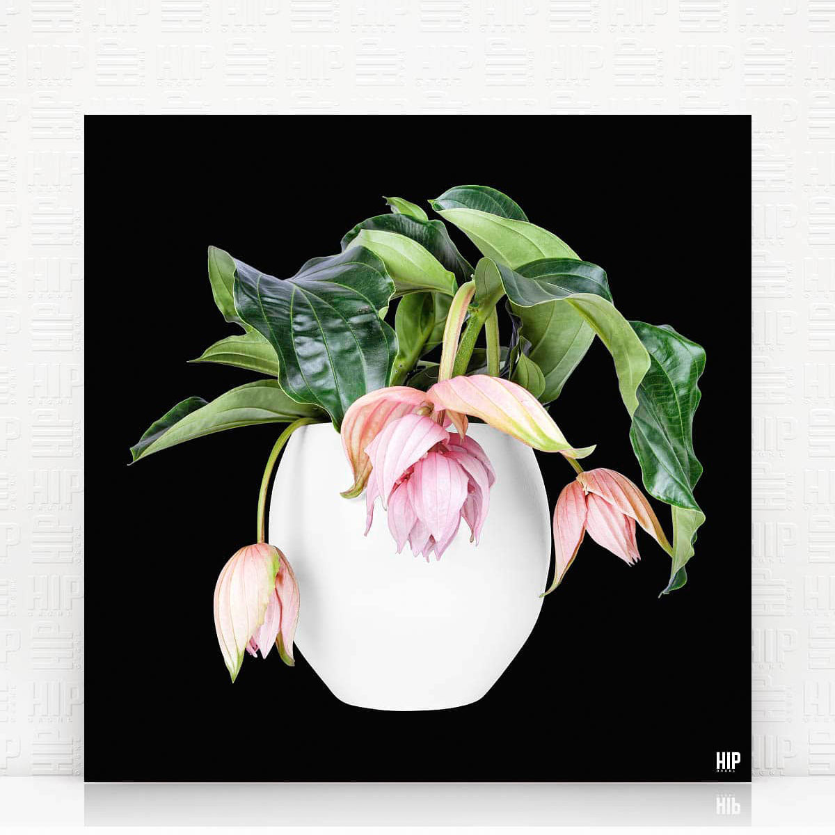 HIP_ORGNL_Magnificia_Zwart-Front