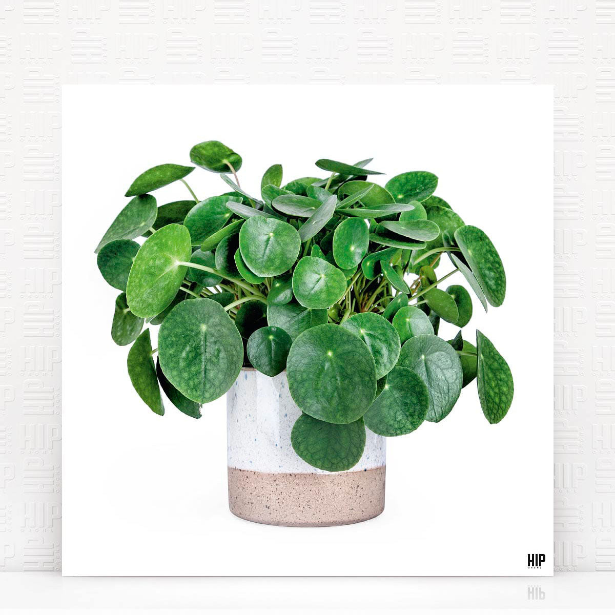 Poster met pannenkoekplant in vaas op witte achtergrond