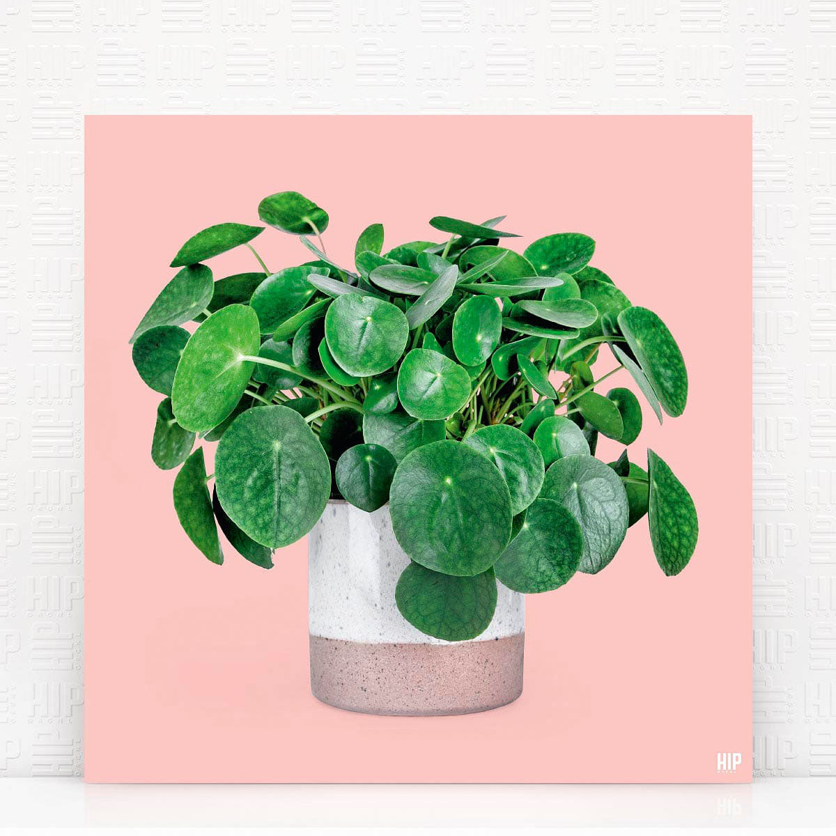 Poster met pannenkoekplant in vaas op roze achtergrond