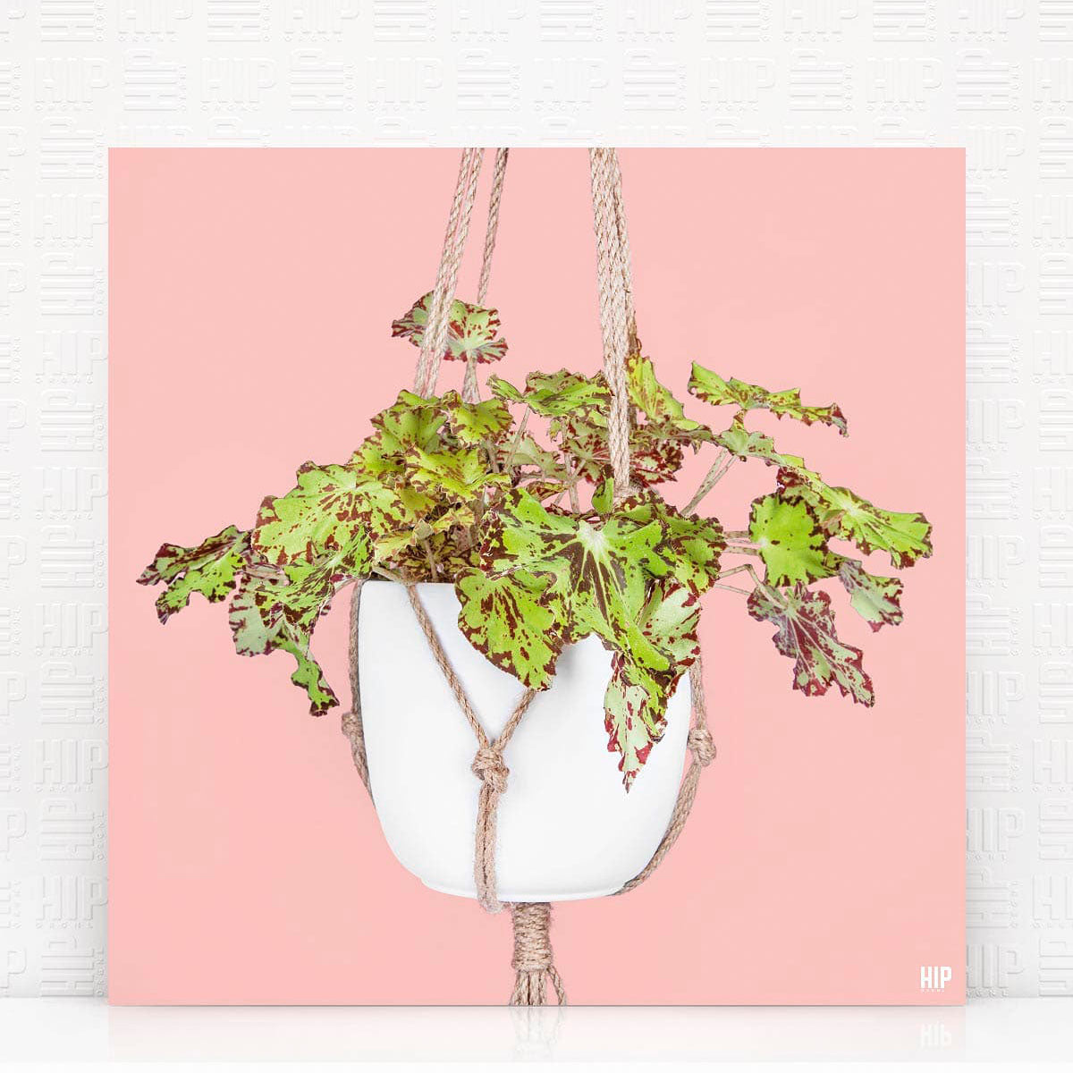 HIP_ORGNL_RondeauRope_Pink