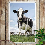 HIP ORGNL Dutch Cow Garden Side