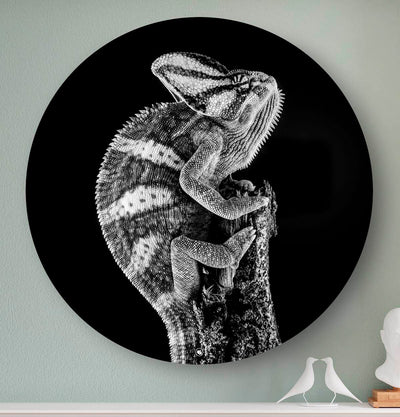 Wandcirkel HIPORGNL_Animals_Rond_Chameleon_Front